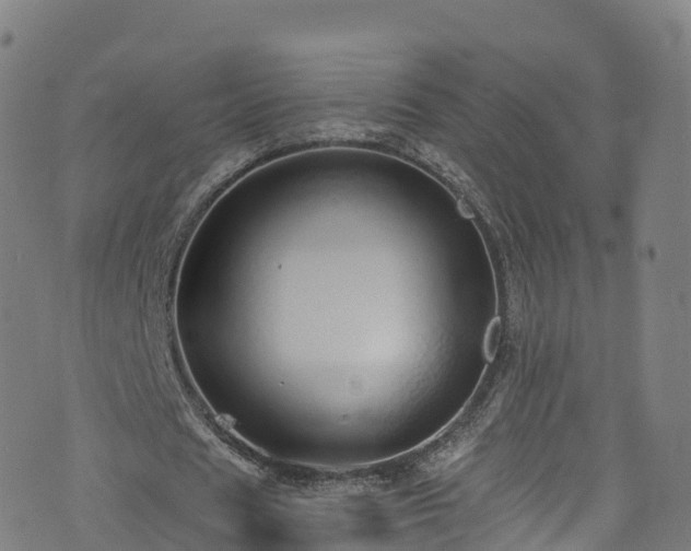 X0000076270625200610051311