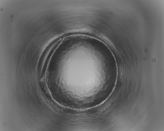 X0000076270628200610051311