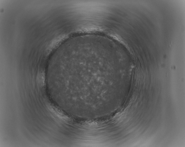 X0000076270640200610051312