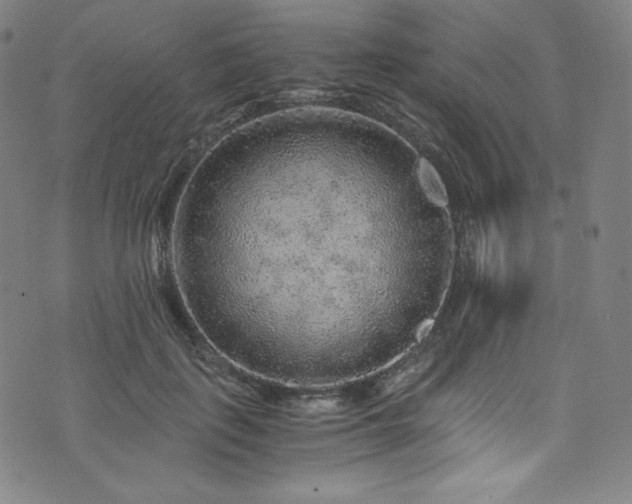 X0000076270651200610051312