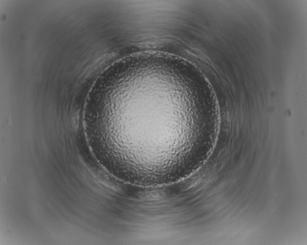 X0000076270652200610051312