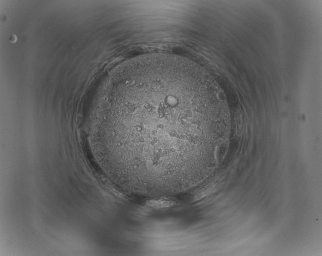 X0000076270699200610051311