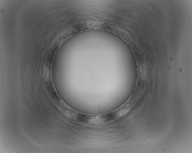 X0000076270705200610051311