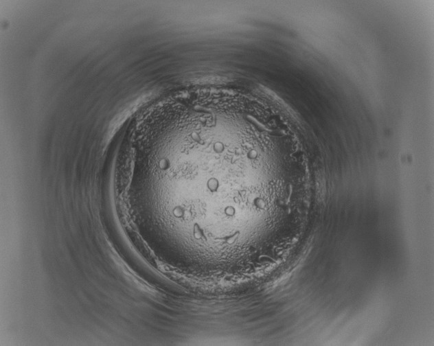 X0000076270725200610051310