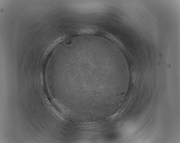 X0000076270729200610051310