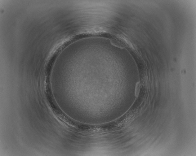 X0000076270736200610051310