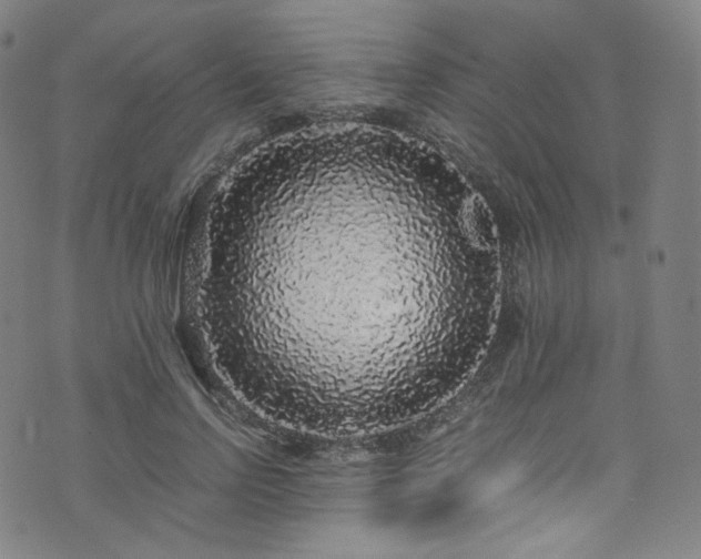 X0000076270742200610051310