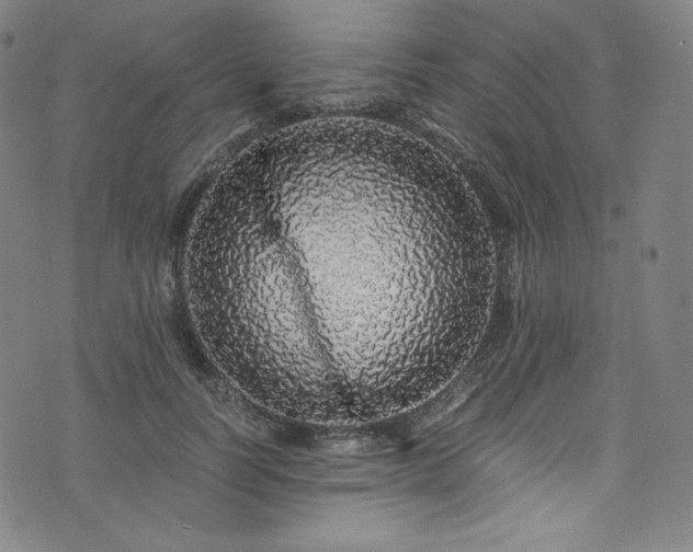 X0000076270746200610051310