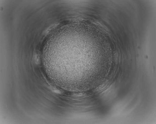 X0000076270757200610051310