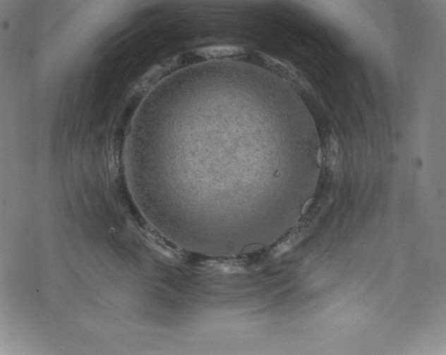 X0000076270763200610051310