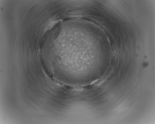 X0000076270767200610051310