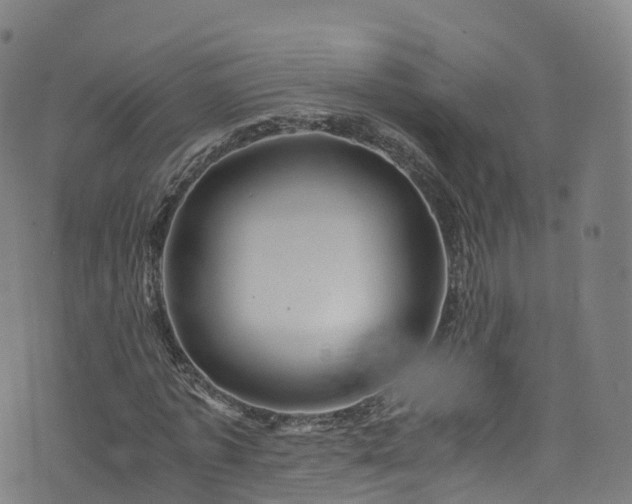 X0000076270773200610051310