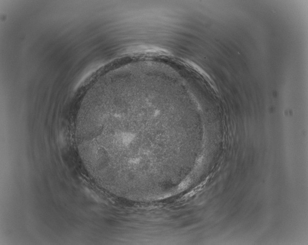 X0000076270775200610051310