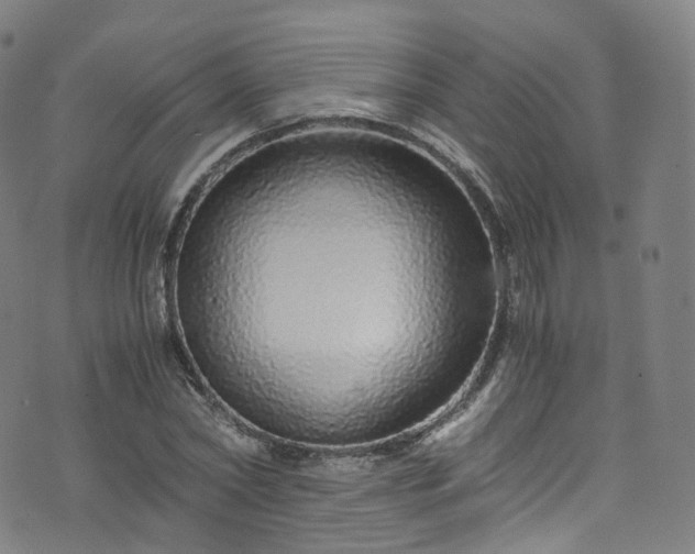 X0000076270782200610051309