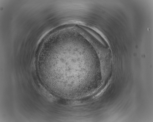 X0000076270783200610051309