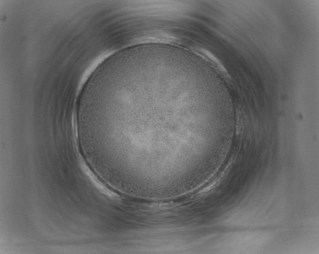 X0000076270796200610051309