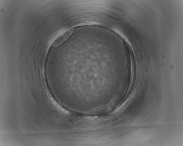 X0000076270797200610051309