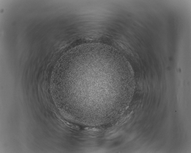 X0000076270817200610051308