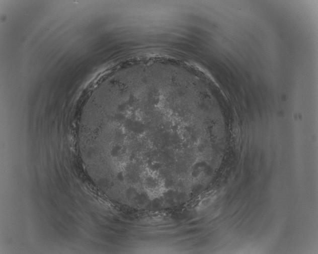 X0000076270823200610051308