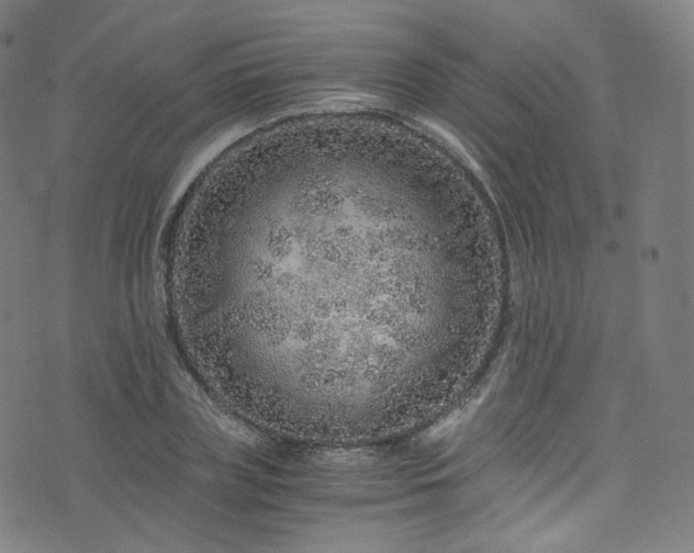 X0000076270835200610051308