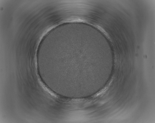 X0000076270840200610051308