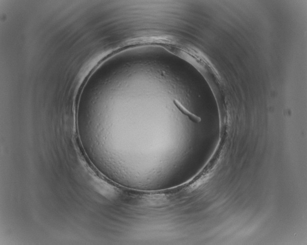 X0000076270844200610051309