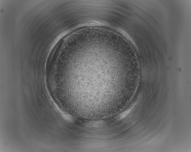 X0000076270845200610051309