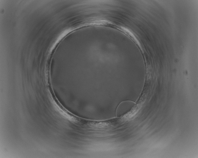 X0000076270851200610051309