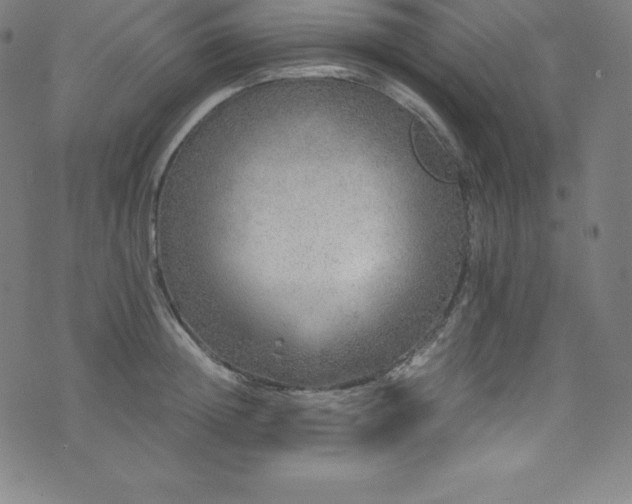 X0000076270852200610051309