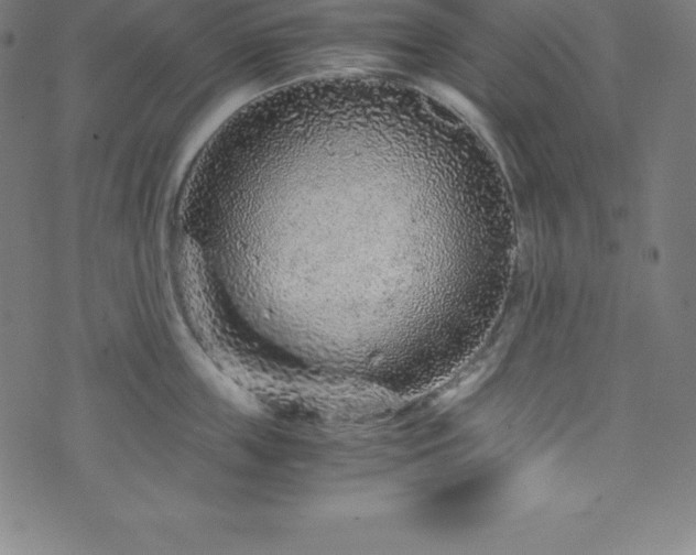 X0000076270859200610051309