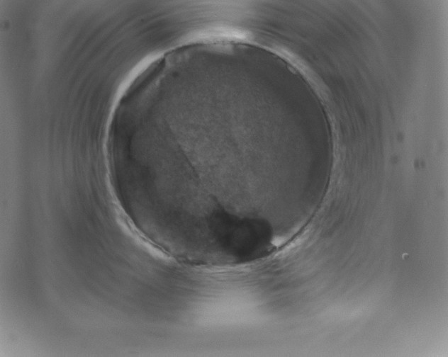 X0000076270864200610051309