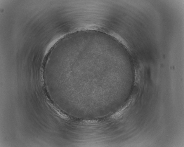 X0000076270878200610051308