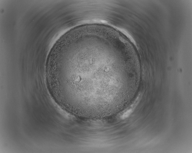 X0000076270895200610051308