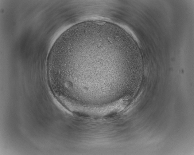 X0000076270903200610051307