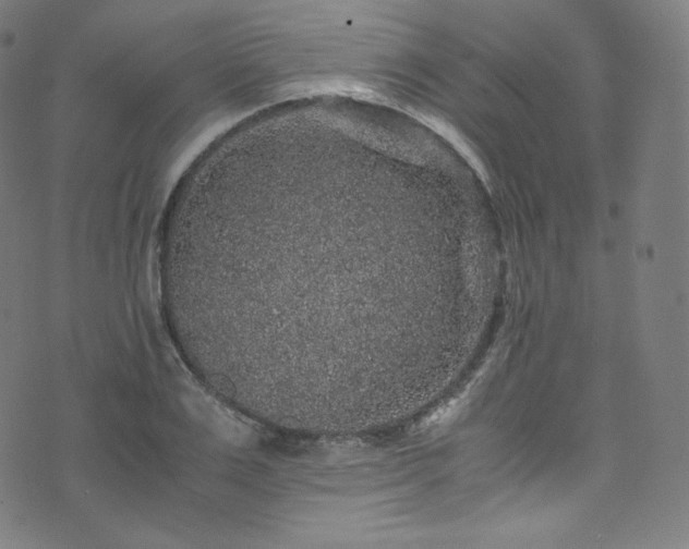 X0000076270983200610051306