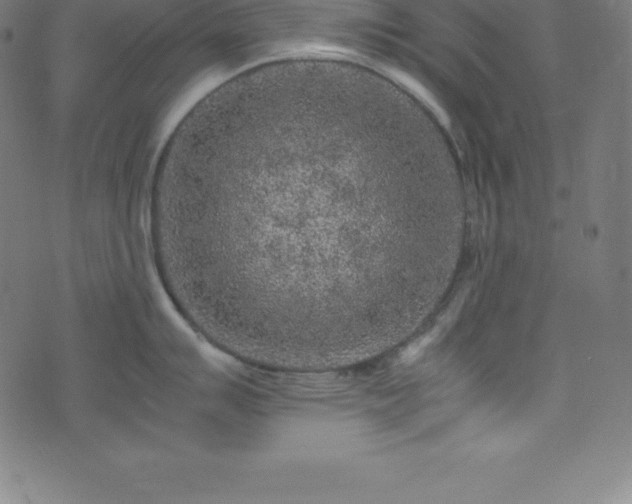 X0000076271007200610051306