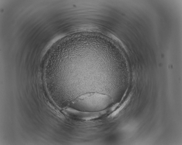 X0000076271019200610051305