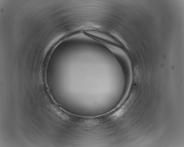 X0000076271026200610051305