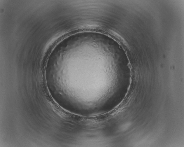 X0000076271027200610051305