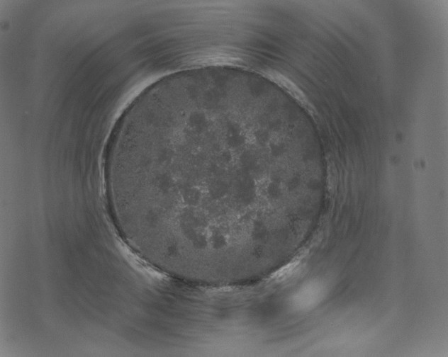 X0000076271031200610051305