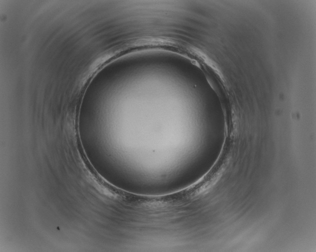 X0000076271033200610051305