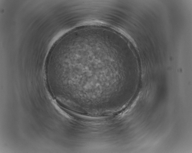 X0000076271037200610051305