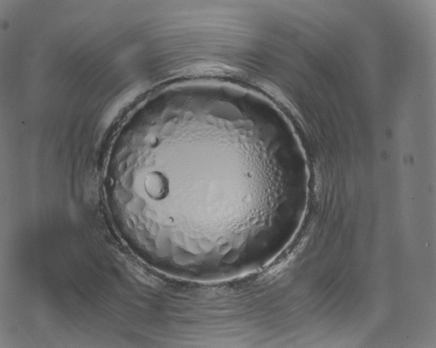 X0000076271067200610051305