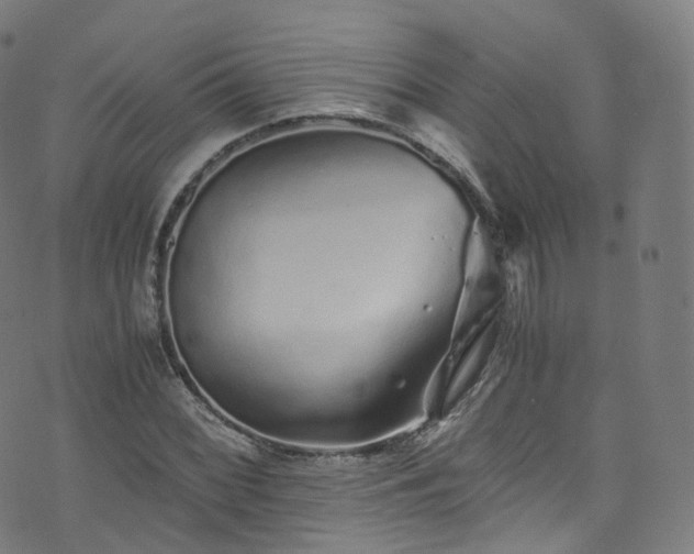 X0000076271068200610051305