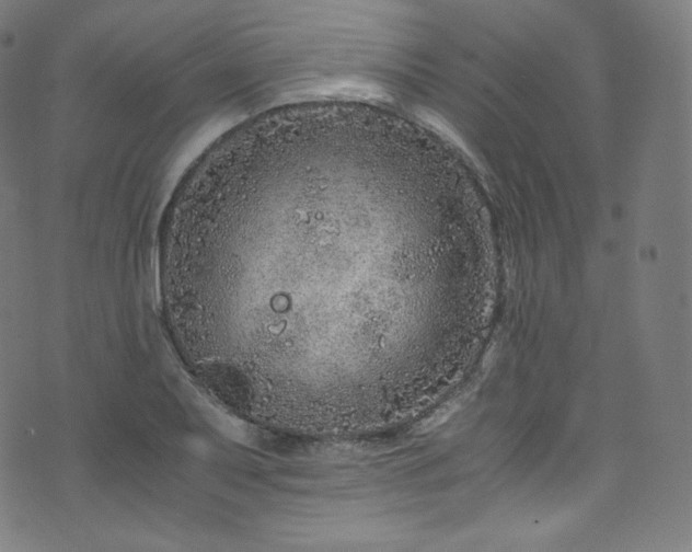 X0000076271079200610051305