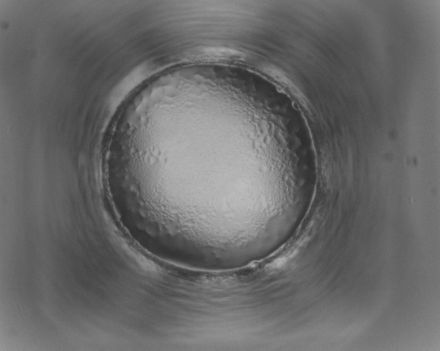 X0000076271083200610051305