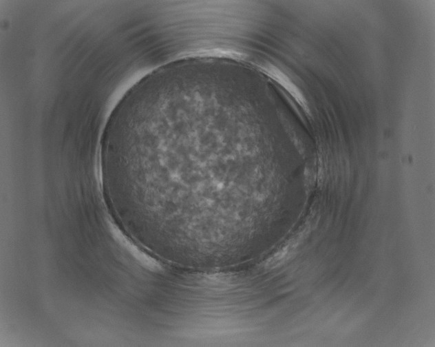 X0000076271084200610051305