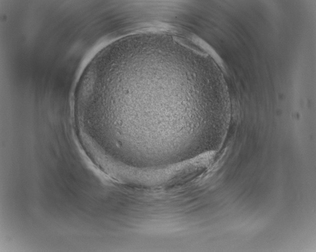 X0000076271099200610051304