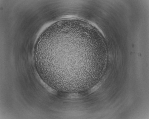 X0000076271421200610051259