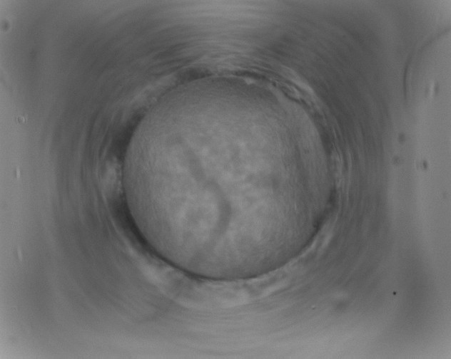 X0000076270029200610122306